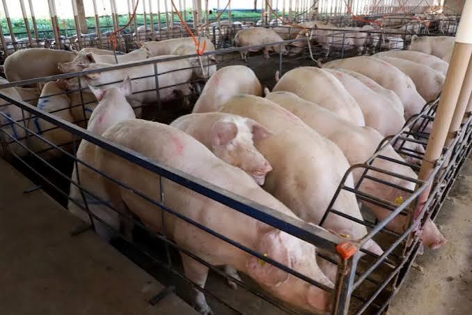 Suinocultura de MS aposta em Rota Bioceânica, tecnologia e energia...